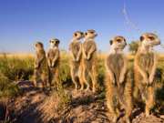 融券規(guī)則改為T＋1，股基倉位提升至80%——能救市？