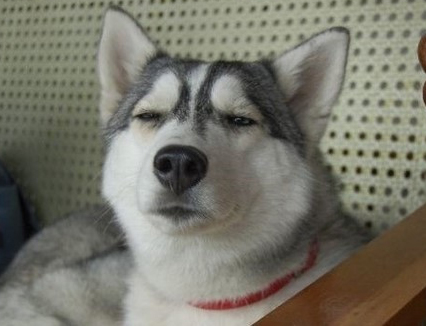 京東 電商 奶茶妹妹 劉強東 領證