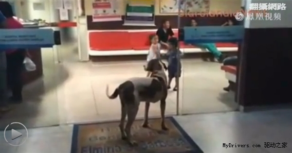 淚奔！狗狗不知主人逝世 苦守醫院8天8夜