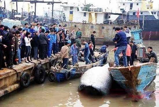 震驚！男子清理污水抓到大魚 網友：放了河神