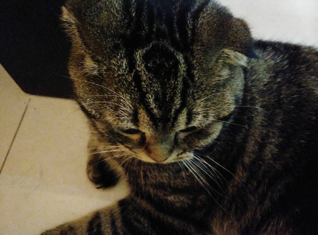 樣張秀:看鋒尚MAX隨拍摩卡/奧利奧的1天