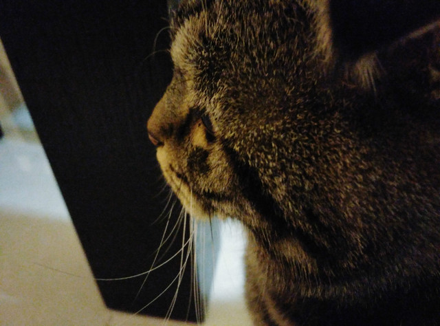 樣張秀:看鋒尚MAX隨拍摩卡/奧利奧的1天