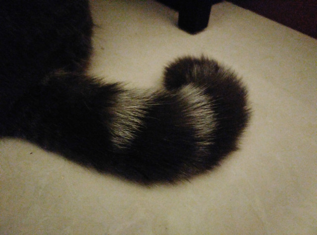 樣張秀:看鋒尚MAX隨拍摩卡/奧利奧的1天