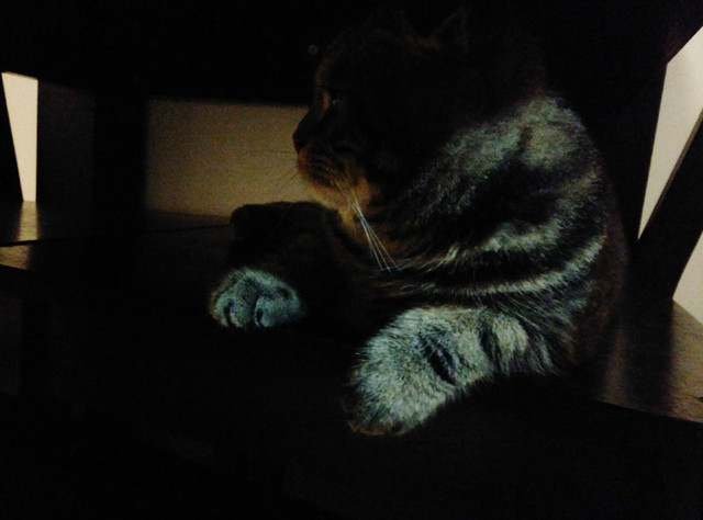 樣張秀:看鋒尚MAX隨拍摩卡/奧利奧的1天