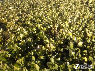 樂1s對比紅米Note 3(先不發)