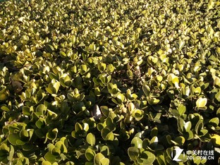 樂1s對比紅米Note 3(先不發)