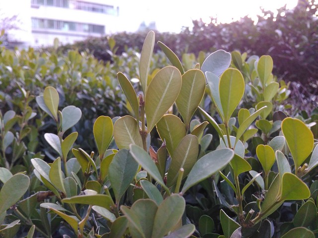 指紋識別800萬像素拍照 TCL樂玩2C評測 