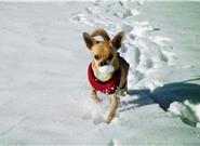 半夜被凍成吉娃娃 竟然是智能家居惹的禍