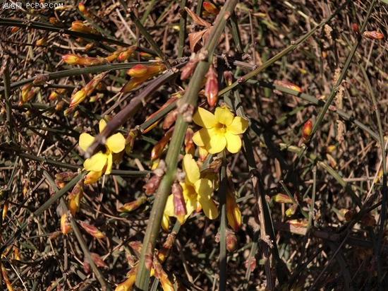 經(jīng)典升級(jí)的小米4S評(píng)測(cè) 顏值握感出色結(jié)合 