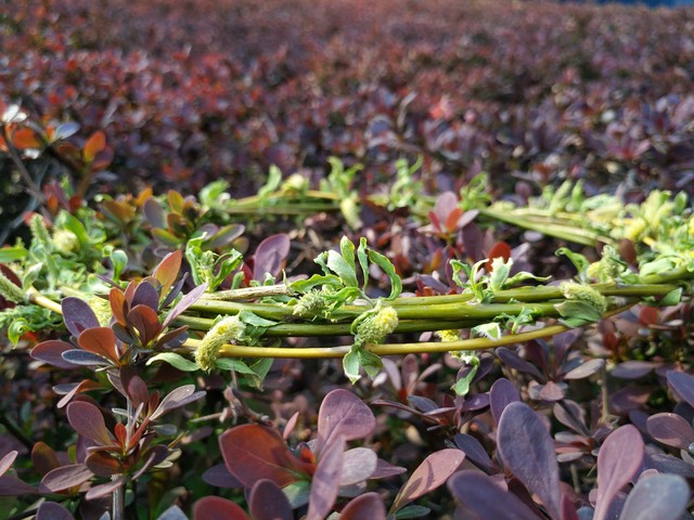 尖Phone:vivo Xplay5對(duì)比蘋果6s Plus 