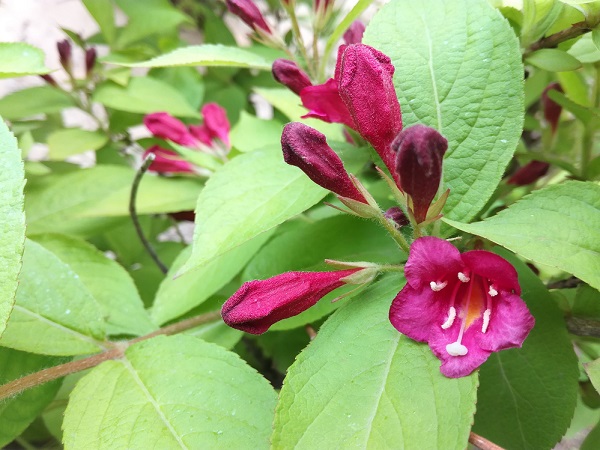 相機PK 榮耀5C和紅米Note3拍照樣張對比