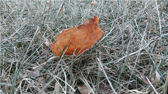 相機PK 榮耀5C和紅米Note3拍照樣張對比