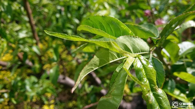 “閹割”的國行HTC 10：真有那么不堪？