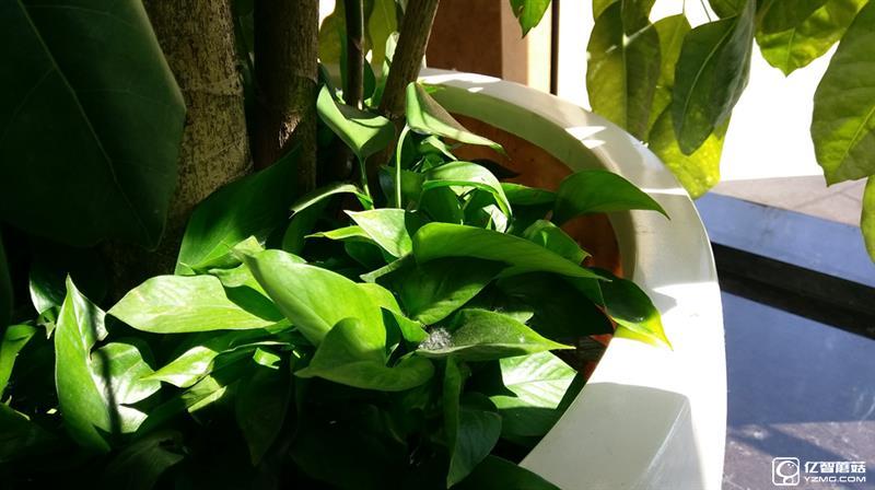 “閹割”的國行HTC 10：真有那么不堪？