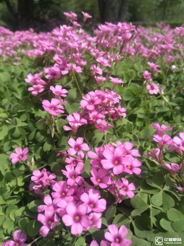 全球首款超聲波指紋旗艦：樂Max 2詳細評測