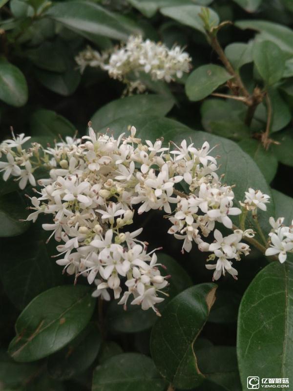 全球首款超聲波指紋旗艦：樂Max 2詳細評測