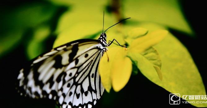 畫質(zhì)如何?酷開(kāi)50A2實(shí)測(cè)解析