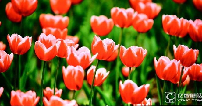 畫質(zhì)如何?酷開(kāi)50A2實(shí)測(cè)解析