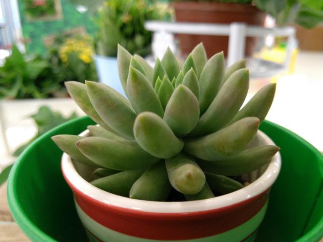 ZUK Z2 Pro拍照怎么樣 樣張圖賞