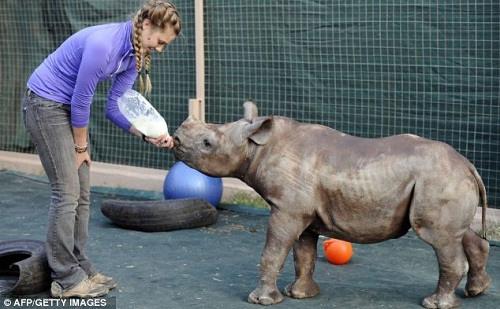 微軟強制升級<a href=/tags/26-0.html target=_blank class=infotextkey>win10</a>擾亂<a href=/pc/ target=_blank class=infotextkey>電腦</a>運行 在非洲差點鬧出人命