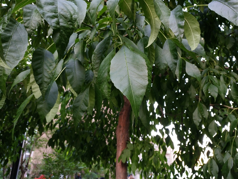 6G內存+驍龍820+雙曲面屏!vivo Xplay5旗艦版評測