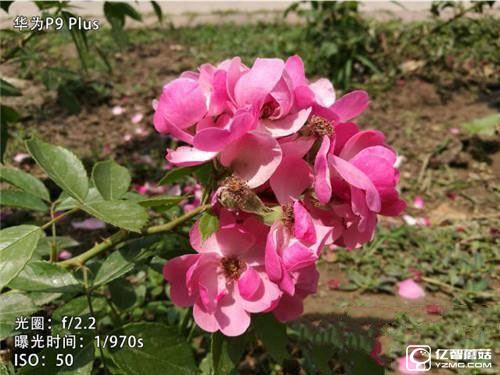 華為榮耀V8,華為P9Plus,360手機旗艦版