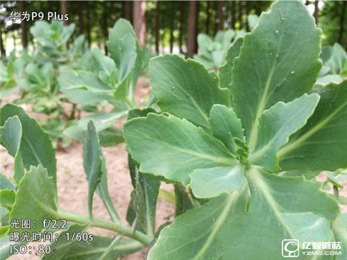 華為榮耀V8,華為P9Plus,360手機旗艦版