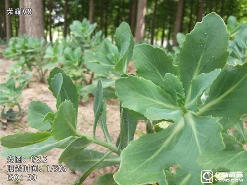 華為榮耀V8,華為P9Plus,360手機旗艦版