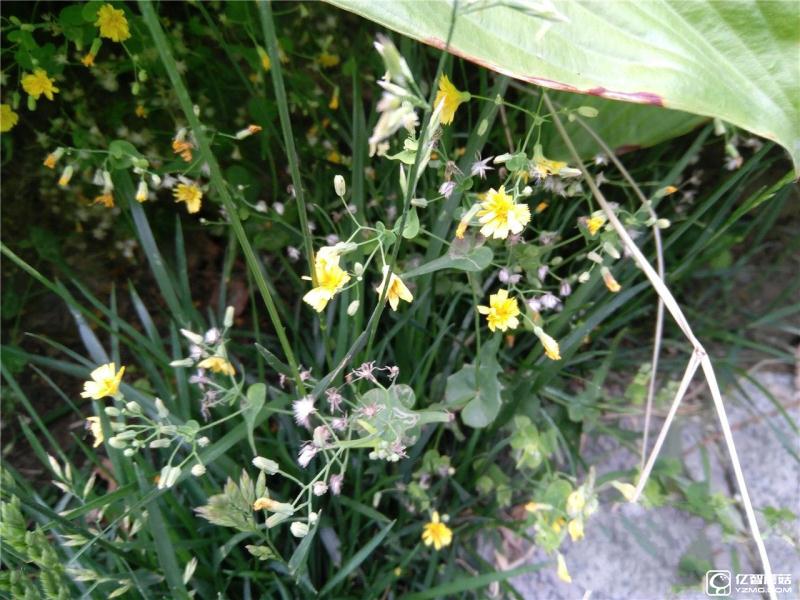 流暢不卡頓才是真的好 聯想ZUK Z2評測