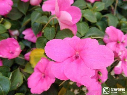 榮耀暢玩5A怎么樣  榮耀暢玩5A評測