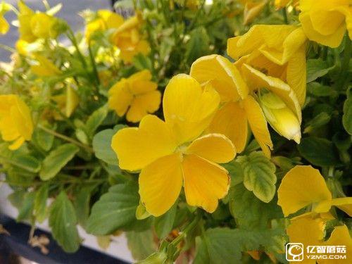 榮耀暢玩5A怎么樣  榮耀暢玩5A評測