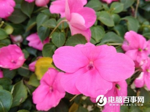 榮耀暢玩5A怎么樣  榮耀暢玩5A評測