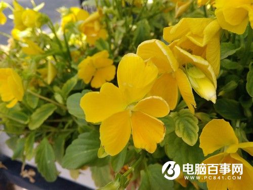 榮耀暢玩5A怎么樣  榮耀暢玩5A評測