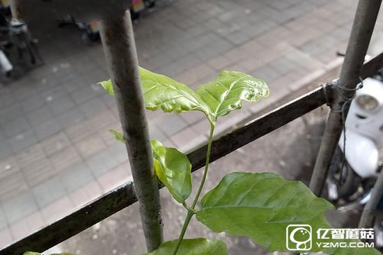 打造青年精品 中興V7 Max評(píng)測