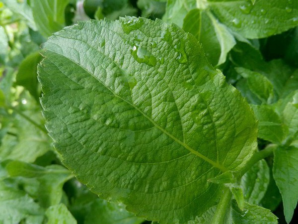 魅藍3S微距拍照樣張