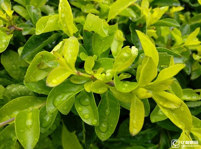 一加手機(jī)3拍照樣張圖賞