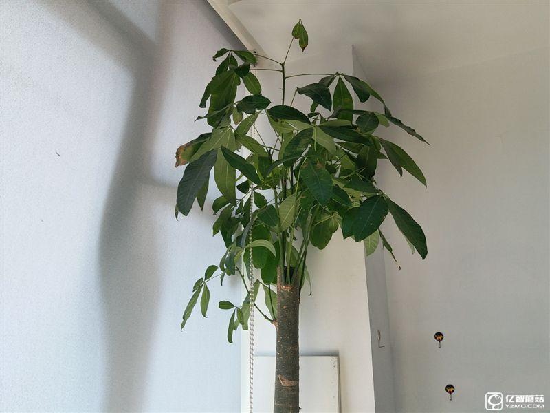 2199元真誠中國特供!三星Galaxy C5深度評測