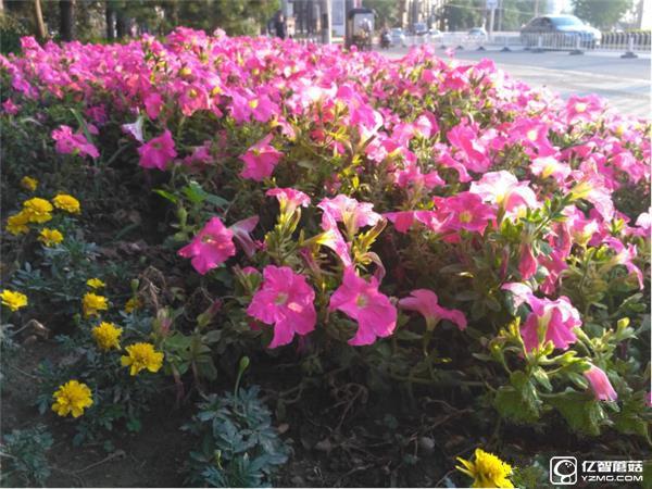 699元紅米3S深度評測：驍龍430、MIUI 8是亮點