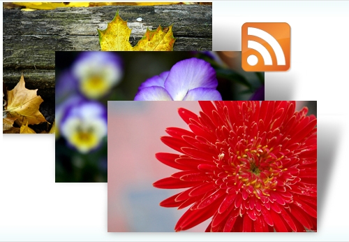 Windows 7官方RSS動態(tài)主題兩則