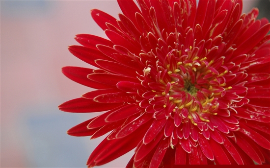 Windows 7官方RSS動態(tài)主題兩則