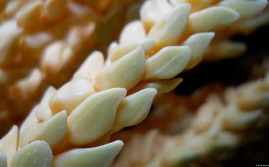 Windows 7官方RSS動態(tài)主題兩則