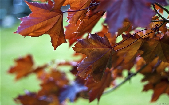 Windows 7官方RSS動態(tài)主題兩則