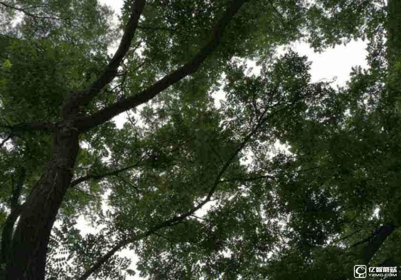 榮耀8上手體驗評測:雙玻璃能否突圍金屬時代?