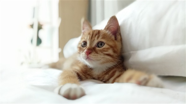 紅米Pro配置再曝光 劉詩詩爆料亮了