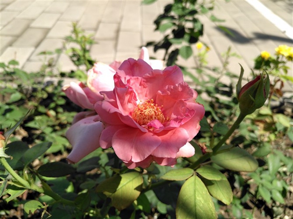 華為麥芒5值得買嗎 華為麥芒5深度評測