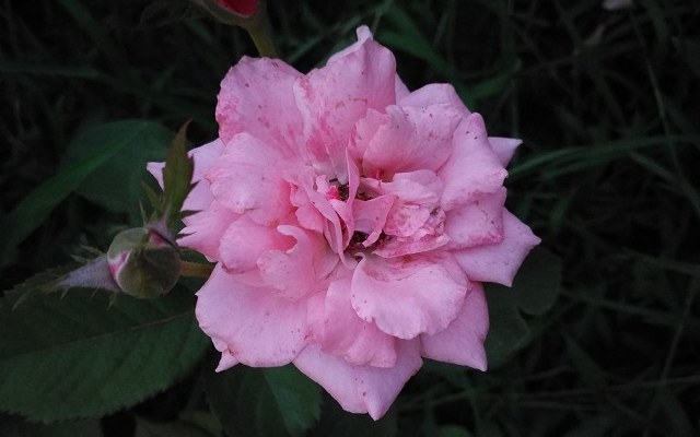 柔光自拍 vivo X7 Plus拍照評測