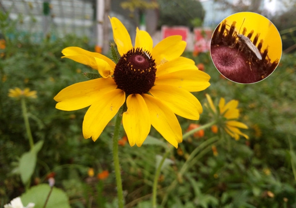 中興小鮮4值得買嗎 中興小鮮4評測