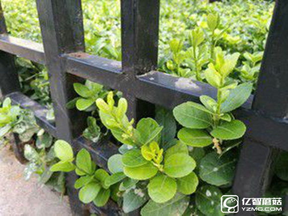 適合手機推薦 標題待定 (不發布)