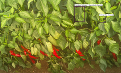 人工智能促進農業發展   種菜都要精確到每一片葉子