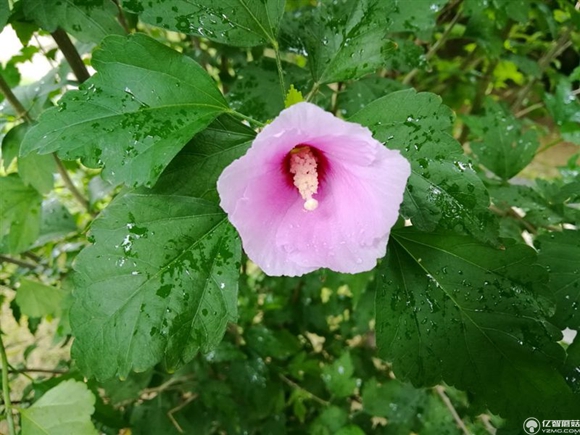 榮耀note8好不好？榮耀note8上手使用后深度評測